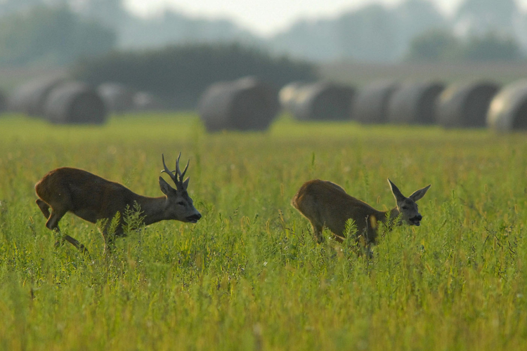 Figyeljünk az őzekre az utakon