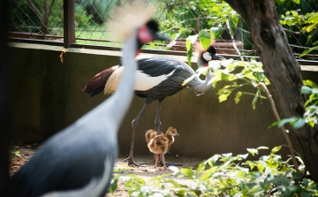Koronásdaru-fiókák keltek ki a Nyíregyházi Állatparkban
