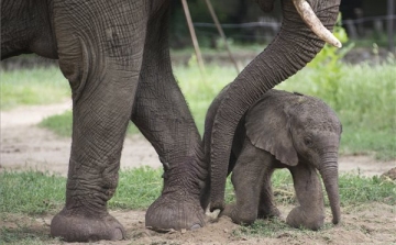 Újabb afrikai elefánt született a Nyíregyházi Állatparkban