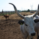 MEZGÉS Nap – 2022.04.21.