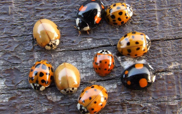 Tarol a Harlekin katica