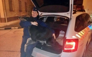 Rendőrségen jelentkezett az elkóborolt kutya 