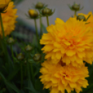 Káprázatos virágözön ékesítette Kiskunfélegyháza főterét