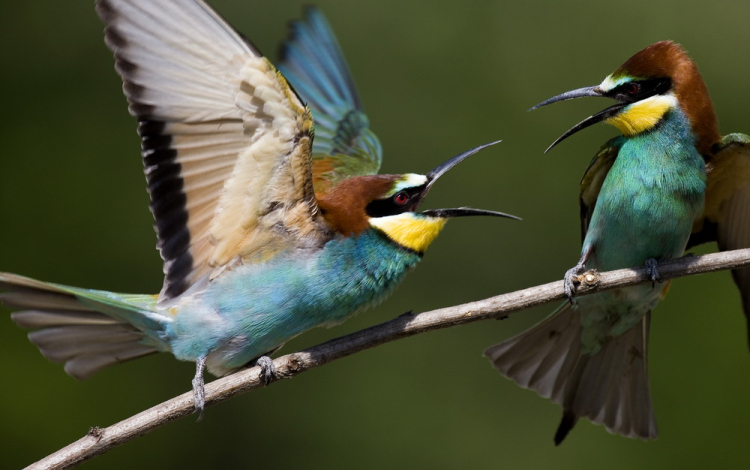 Gyurgyalag a fullánkspecialista