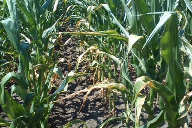 Furulyázik a kukorica a hőség miatt