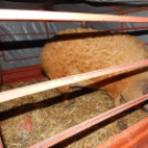 V. Hagyományőrző Falusi Disznóvágás