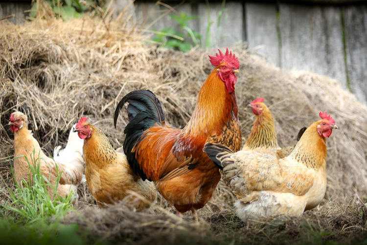 Magyarország visszanyerte a madárinfluenzától mentes besorolását