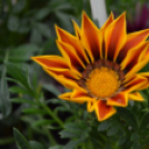 Káprázatos virágözön ékesítette Kiskunfélegyháza főterét