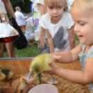 Mindenkit vár a jubileumi libafesztivál