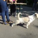 Kutya szépségverseny a központban