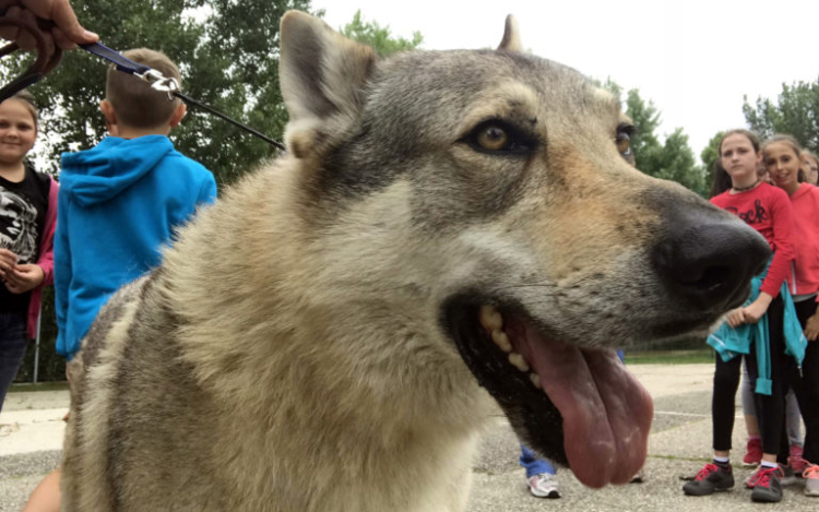 A kunszállási iskolásoknál járt Eli és Balto