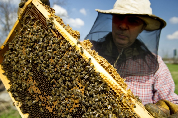 Megkezdődött a méhészeti támogatások kifizetése