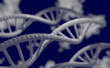 Az öngyilkossággal kapcsolatos 22 gént azonosítottak amerikai kutatók