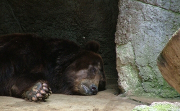 Hosszú telet jósolnak az állatkerti medvék