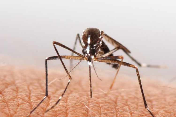 Eddig nem találtak emberre veszélyes vírusokat a hazánkban terjedő inváziós szúnyogokban