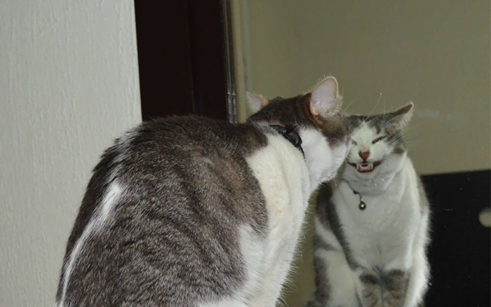 Akarsz egy jót nevetni?