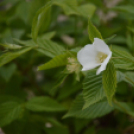 Káprázatos virágözön ékesítette Kiskunfélegyháza főterét