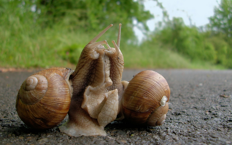 Házasoké a világ...