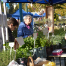 Őszi virágvásárt tartottak a városközpontban