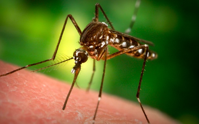 Egy nappal eltolódott a szúnyogirtás időpontja