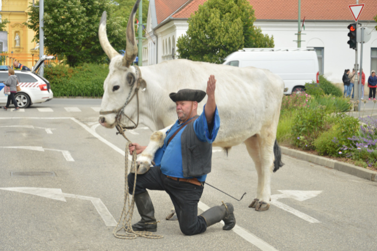 Felvonulással vette kezdetét a pásztortalálkozó