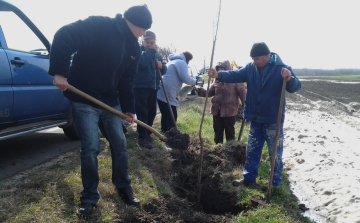 Száznál is több fát ültettek el a külterületen