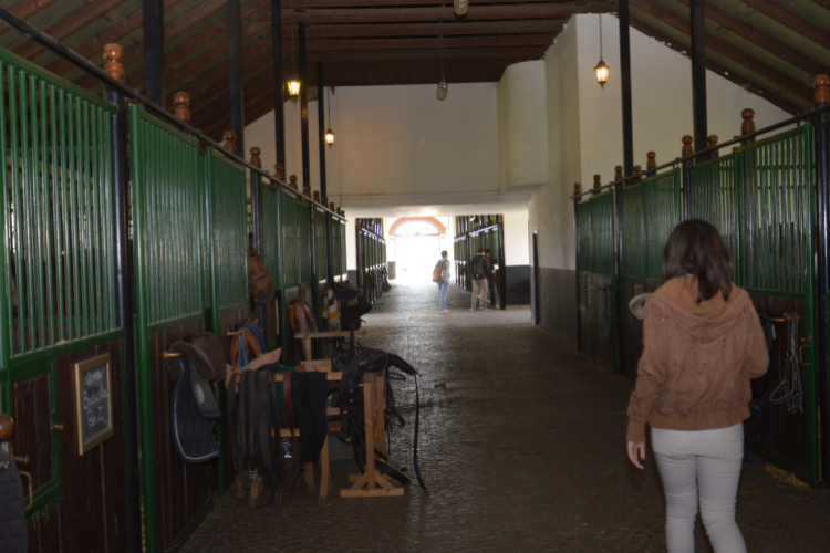 Egy lépéssel közelebb a lovakhoz