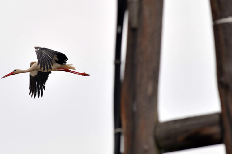 Újra fészket rakhat a jászszentlászlói gólyapár