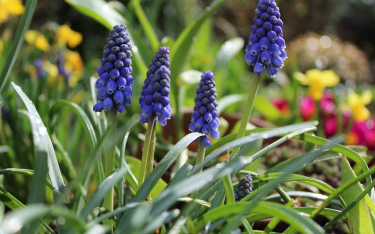 Igazi tavasz lesz a hétvégén