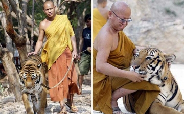 Az összes tigrist elviszik Thaiföld híres Tigris Templomából