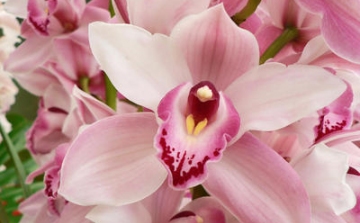 Orchidea…maradj nekem csodás!