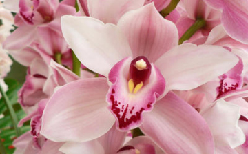Orchidea…maradj nekem csodás!