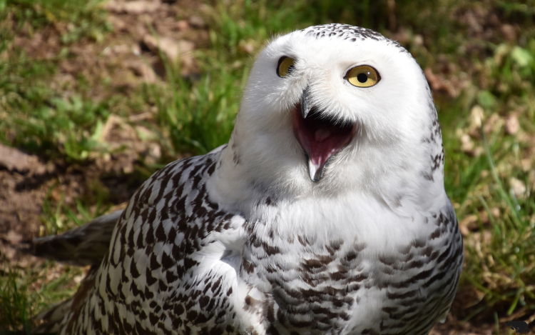 Különleges hóbagollyal gazdagodott a Budakeszi Vadaspark