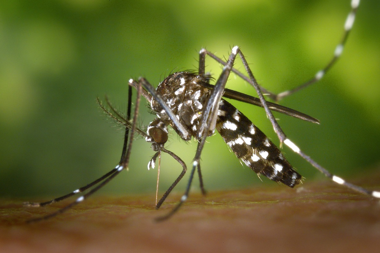 A szúnyogok elleni védekezésre kéri a lakosságot a népegészségügyi központ