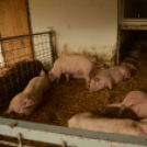 Idén is számos érdeklődőt vonzott a Mezgé piknik