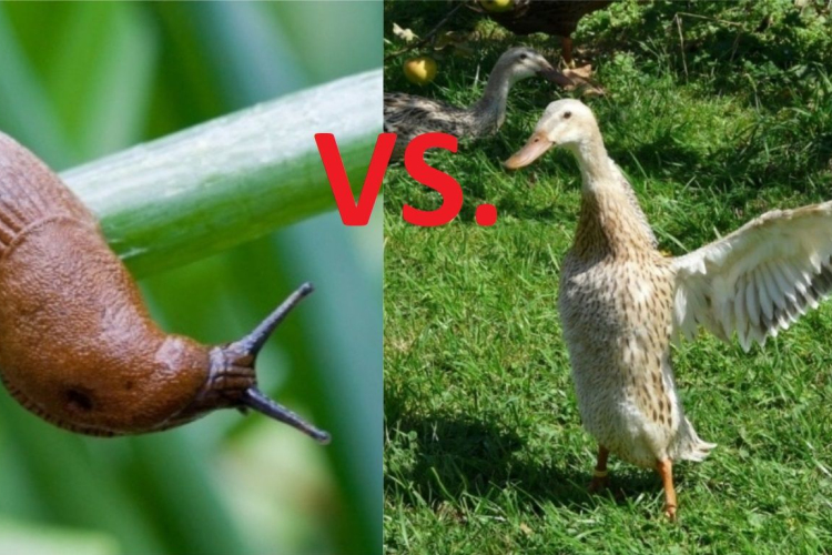 Trükkökkel a csigák ellen