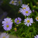 Káprázatos virágözön ékesítette Kiskunfélegyháza főterét