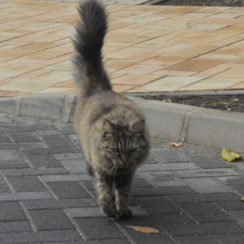 Hivatalosan is átadták a megújult Deák Ferenc utcát