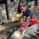 Levetkőztek a Mezgé tangazdaság birkái