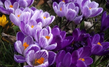 Ne feledje ma a Tavaszi Virágünnepi programokat!