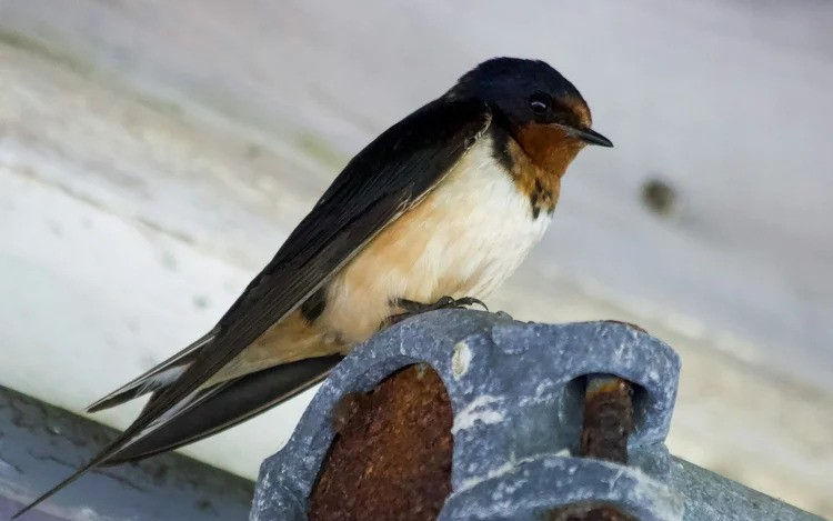 A fecskék védelmének fontosságára hívja fel a figyelmet a Magyar Madártani és Természetvédelmi Egyesület