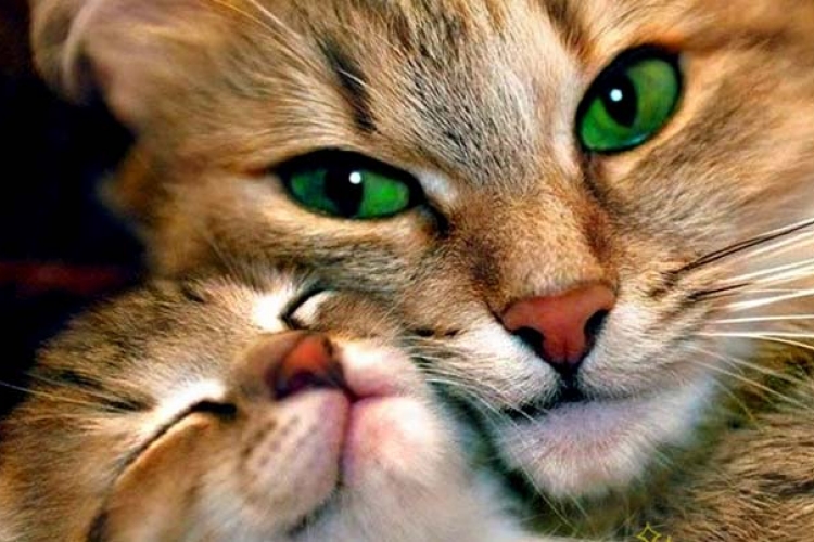 Szakértők állítják: a macskadorombolás gyógyító hatású