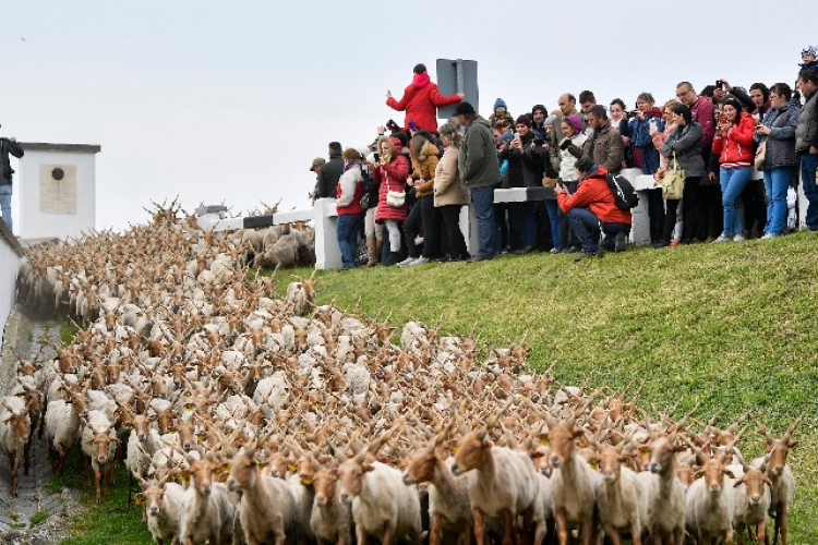 Kihajtási ünnep a Hortobágyon