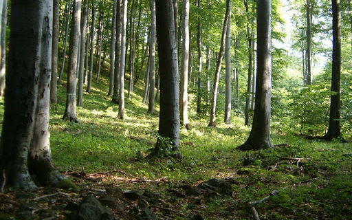 Új erdőrezervátum jött létre a Pilisi Parkerdőben