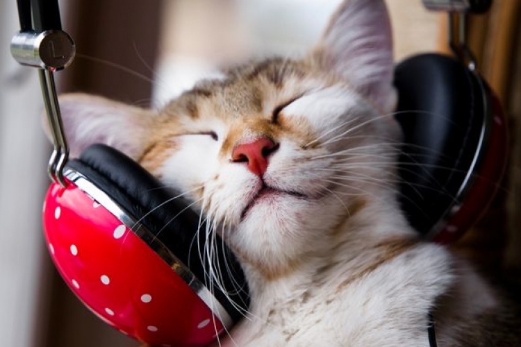 Zenei album jelenik meg kifejezetten macskáknak