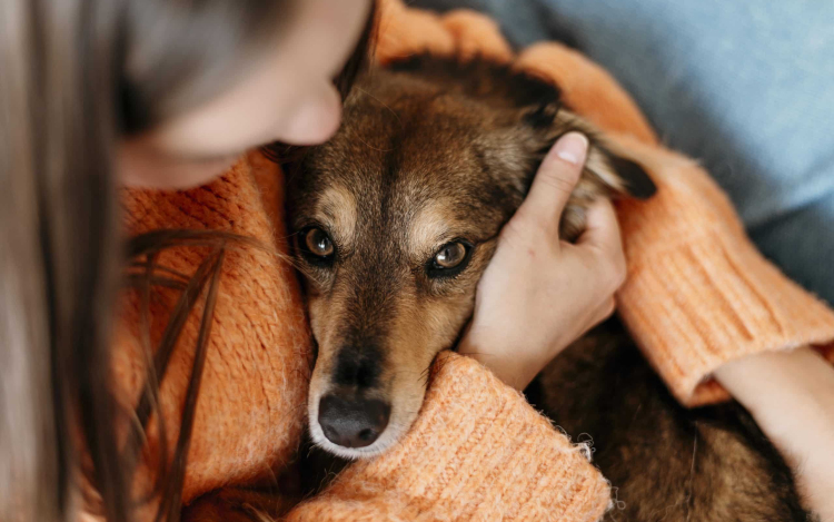 Tűzijáték: 8 tipp, hogy ne kapjon sokkot a kutyád szilveszterkor