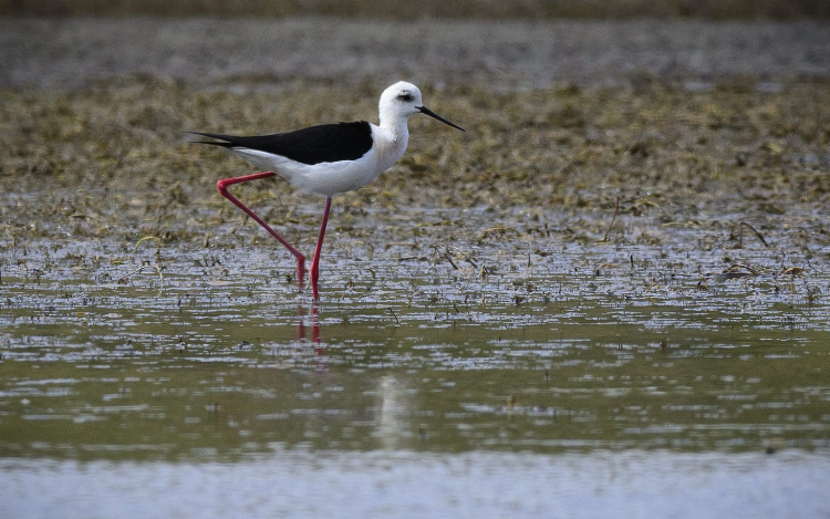 A gólyatöcs lesz a 2019-es év madara 