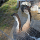 Tömegeket vonzott a Mezgé piknikje a tangazdaságba