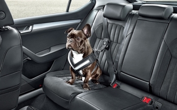 Kutyáknak sem ártana a biztonsági öv a kocsiban