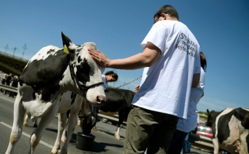 50 tehénnel demonstráltak a gazdák Budapesten